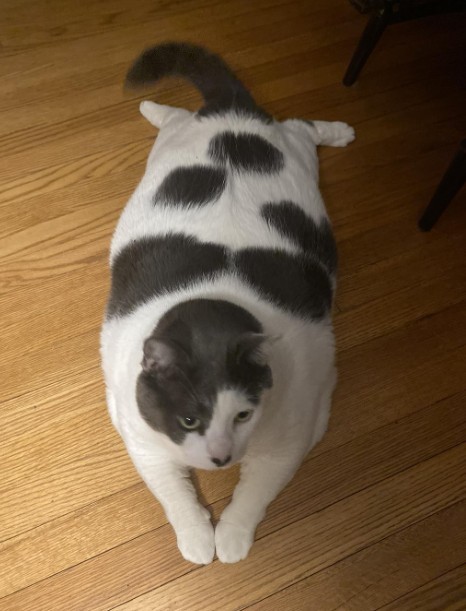 6 yaşındaki 18 kilogram ağırlığında olan Patches isimli kedi, sosyal medyada viral oldu - Resim: 3