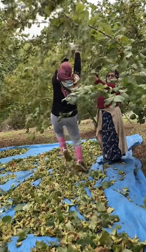 Fındık toplama videosu sosyal medyada viral oldu! Horon teptiler - Resim: 3