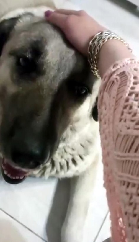 Ankara'da mide bulandıran olay! Köpek istismarcısı bakın nasıl yakalandı! - Resim: 3