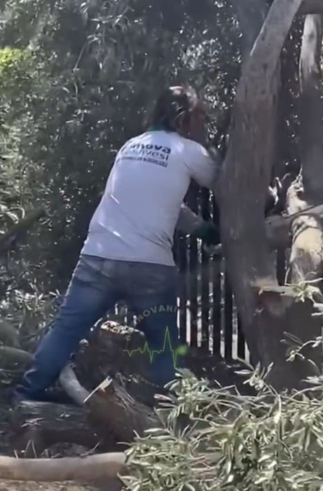 Akbelen'de 'çevreci' olanlar Bornova'da sustu! CHP'li belediye ağaç katliamı yaptı - Resim : 1