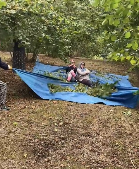 Fındık toplama videosu sosyal medyada viral oldu! Horon teptiler - Resim: 4