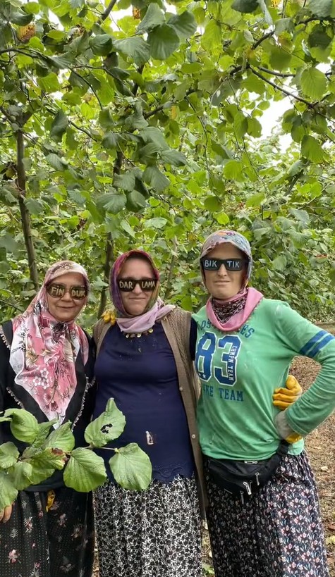Fındık toplama videosu sosyal medyada viral oldu! Horon teptiler - Resim: 2