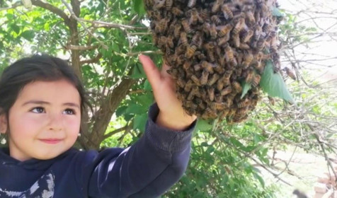 Sivaslı 5 yaşındaki Hira arıları çıplak elle avuçluyor, ata biniyor, süt sağıyor