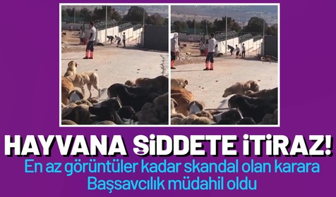 Konya'da gerçekleşen hayvan katliamına yönelik detaylar dikkat çekiyor! Alınan karar 'yok artık' dedirtti
