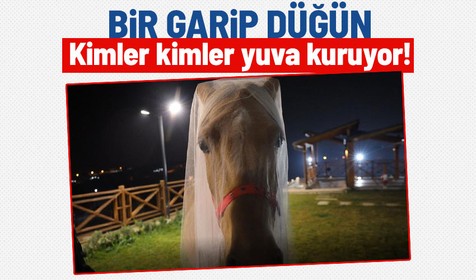 Bu düğünde gelin ve damadı gören şaşıp kalıyor! Önce kına gecesi, sonra davullu zurnalı düğün! Bakın atlara ne taktılar?