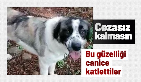 Muğla'da vahşet! Gezdirmeye çıkardığı köpeği silahla vurularak öldürüldü