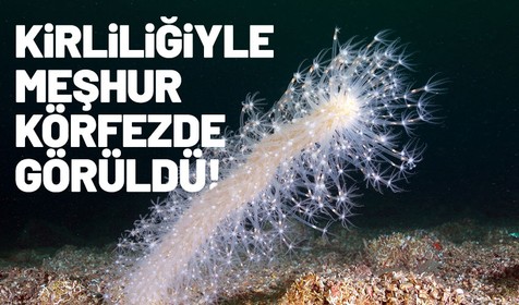 İzmit Körfezi'nde büyüleyen görüntü! Dalışta kaydedildi: 'Deniz kalemi'