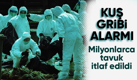 ABD'de kuş gribi yüzünden milyonlarca tavuk itlaf edildi! Üretim azaldı fiyatlar rekor seviyeye ulaştı