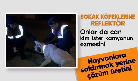 Aksaray'da kazalara karşı sokak köpeklerine reflektörlü tasma takıldı