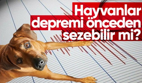Prof. Martin Wikelski: Hayvanlar dört ve üzeri büyüklükteki depremleri sezebilir