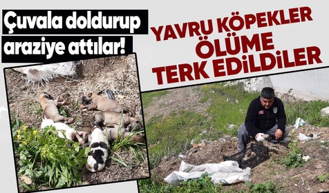 Osmaniye'de ağzı bağlı çuvalla boş araziye bırakılan 11 yavru köpek ölüme terk edildi