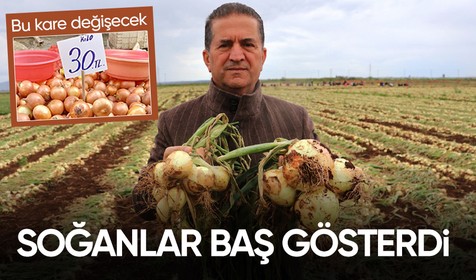 Hasat başladı! Fiyatı 30 TL'yi bulan soğanda 'fiyat düşecek' beklentisi başladı