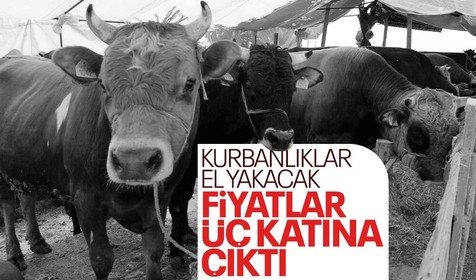 Kurban fiyatları cep yakacak! Geçen yıl 46 bin liraya satılan sana bu yıl 150 bin liraya satılıyor