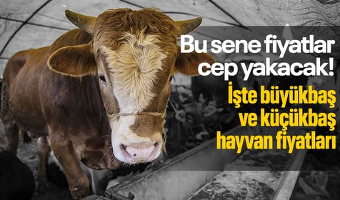 Kurban kesecekler dikkat! Bu sene fiyatlar cep yakacak! İşte büyükbaş ve küçükbaş hayvan fiyatları