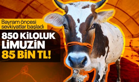 Kurban Bayramı öncesi sevkiyatlar başladı! 850 kiloluk Limuzin'in fiyatı 85 bin TL