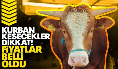 Kurban Bayramı'na sayılı gün kala fiyatlar belli oldu: "Şampiyon" 200 bin TL!