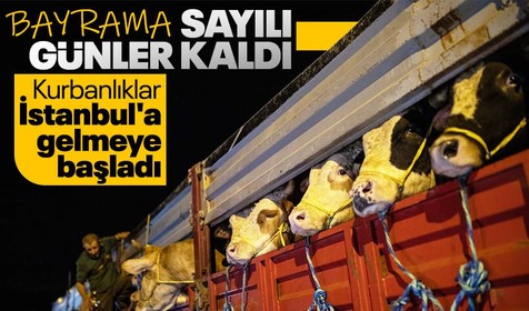 Kurban Bayramı'na sayılı günler kala kurbanlıklar İstanbul'a gelmeye başladı