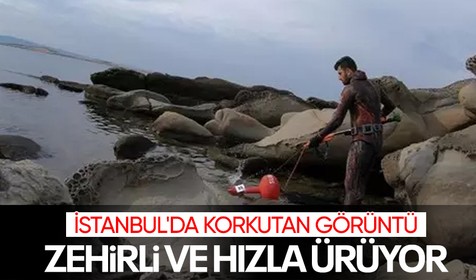 Maltepe'de korkutan görüntü! Sahilde bulundu: 4 metre uzunluğunda... Uzmanlar uyardı! Sakın dokunmayın