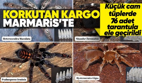 Polonya'dan Marmaris'e gönderilen kargo paketinden 76 adet tarantula çıktı