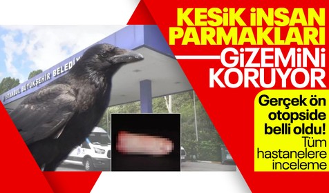 İstanbul'da tüyler ürperten sır olay: Polis karganın bıraktığı insan parmaklarının gizemini çözmek için kolları sıvadı