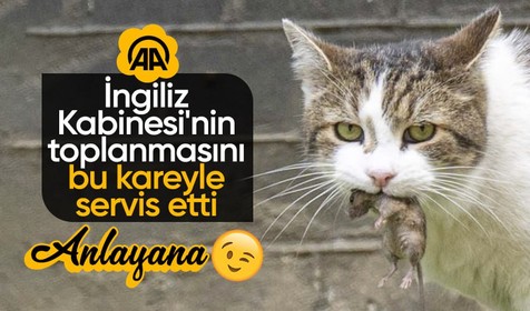 Reuters'in algı operasyonu sonrası Anadolu Ajansı'ndan gündem olan kare! Maskot kedi Larry Başkanlık Ofisi önünde fare yakaladı