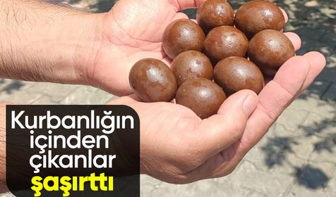 Osmaniye'de bir kurbanlığın iç organlarından çıkan şeyler herkesi dehşete düşürdü