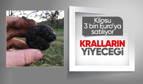 Kilosu 3 bin euro’ya satılıyor: Radar köpekleri ile aranıyor!