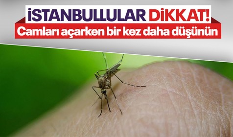 İstanbullular dikkat! Camları açarken bir kez daha düşünün! Sivrisinekler hastanelik etmeye başladı