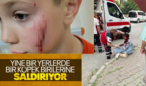 Ataşehir ve Bursa'da köpek vahşeti!
