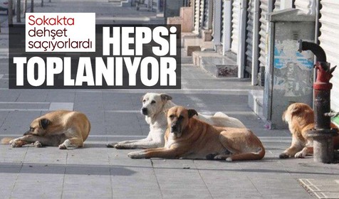İstanbul Valiliği sokak hayvanlarının rehabilitasyon merkezlerine götürülmesi ve kısırlaştırılması talimatı verdi