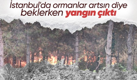 İstanbul Sultangazi'de orman yangını çıktı
