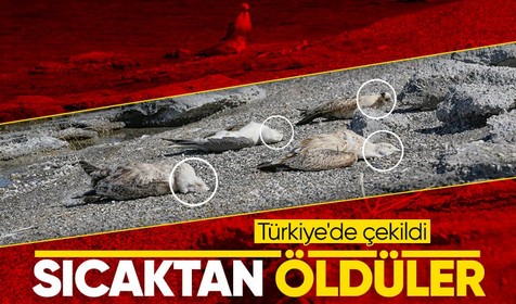 Van'da korkutan manzara! Martılar sıcaktan ölmeye başladı
