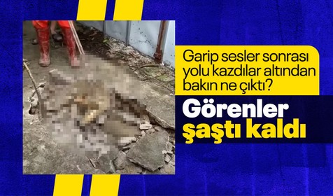 Kırdıkları beton yolun altından timsah çıktı! Gelen seslerin ardından ekipler harekete geçti | Gözlerine inanamadılar
