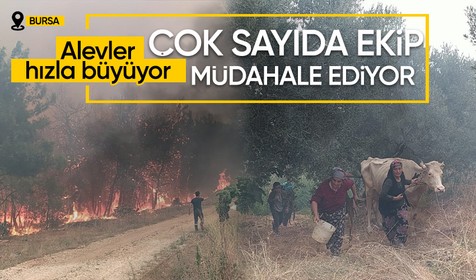 Bursa'nın Mudanya ilçesinde orman yangını çıktı! Müdahale sürüyor