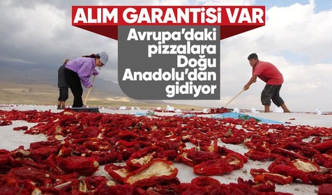 Bitlis’ten İtalya ve Avrupa’ya kurutmalık domates: Sıfır kaygı, alım garantili