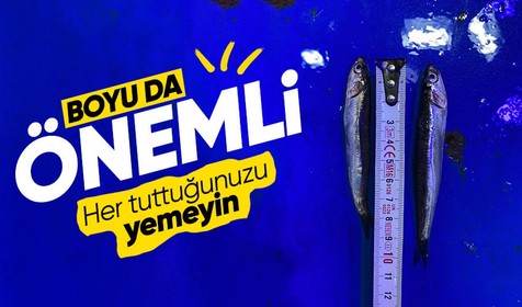 Karadeniz’de 'aşırı avcılık’ tehlikesi; hamsi boyu küçüldü