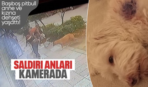 Manisa'da başıboş pitbull anne ve kızına dehşeti yaşattı! Köpek yakalanarak bakımevine alındı
