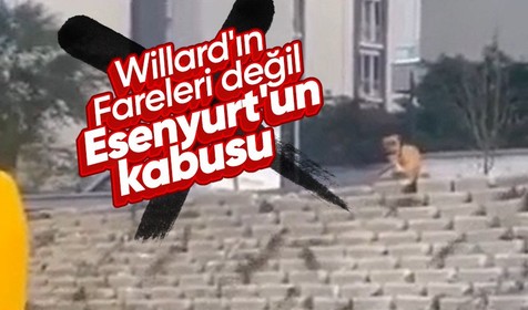 İstanbul Esenyurt'ta fare istilası! Belediye tarafından sokaklara konulan mamalarla besleniyorlar