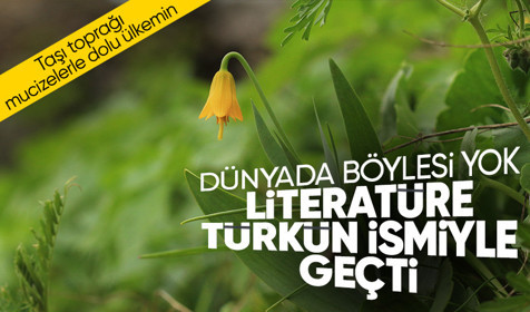 Türkiye’de yetişen 53’üncü ters lale türüne, keşfeden öğretmenin soyadı verildi; ‘Fritillaria Yalcinii’