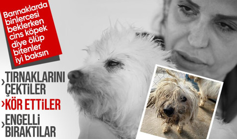 Kör ettiler, dişlerini söktüler! Merdiven altı köpek üretimine baskın