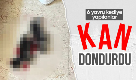 Bursa'da kan donduran olay: 6 yavru kedi başları kesilerek öldürüldü