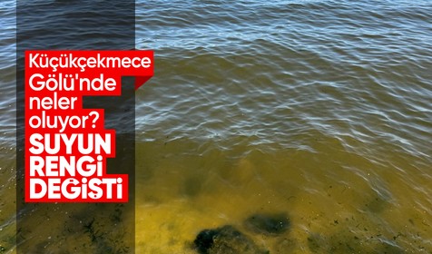 Küçükçekmece Gölü'nün kıyı kesimlerinde suyun rengi değişti: Lağım fareleri görüldü