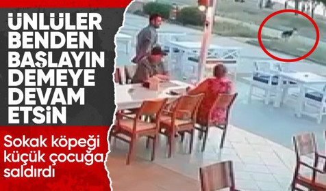 Aydın'da başıboş bir sokak köpeği çocuğa saldırdı