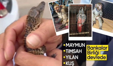 İstanbul'da egzotik hayvan kaçakçılarına operasyon! Çok sayıda şüpheli yakalandı