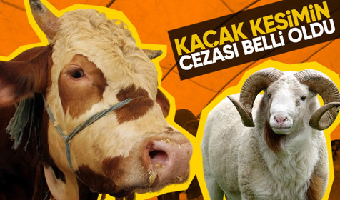 Kurban kesimi tebliği Resmi Gazete'de yayımlandı! Kaçak kesim yapmanın cezası belli oldu