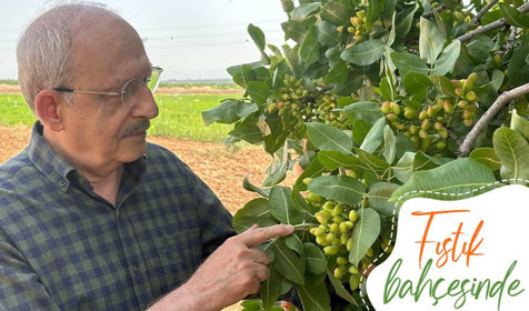 Kemal Kılıçdaroğlu Gaziantep'te fıstık bahçelerini dolaştı