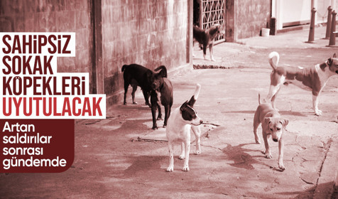Sahipsiz sokak hayvanları için uyutma yöntemi geliyor: Acısız ve merhametli
