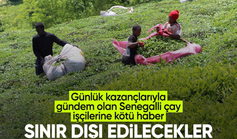 Of'taki Senegalli çay işçilerine kötü haber: Sınır dışı edilecekler