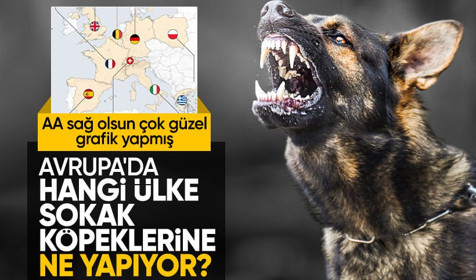 Avrupa ülkeleri sokak hayvanlarıyla ilgili nasıl bir yol izliyor?