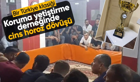 Hint Horozunu Koruma Derneği’nde horoz dövüşü! Polis izleyici olarak katıldı operasyon başladı